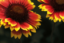 view the Macro & Close Up Images (Flowers, Damsel Flies) collection