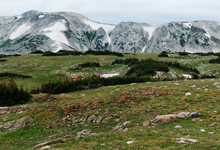 view the Snowy Mountains & Browns Peak, Wyoming collection