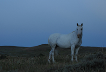 view the Spanish Mustangs: A Breed Remaining True to its Past: collection