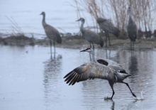 view the Sandhill Cranes: Northward Migratory Stop on the Platte River collection