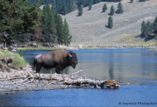 view the 3-Days in Yellowstone, 2006 & 2008, collection