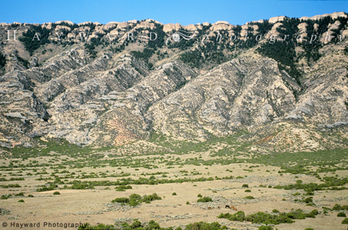 Wild Mustang Family on Eastern Flanks of Pryor Mtns, 300701_3_34