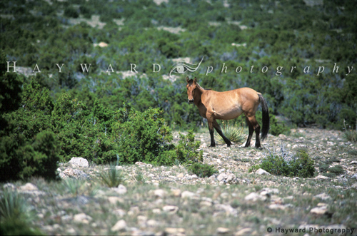 Wild Mustang Mare Looking At Me, 300701_4_23