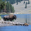 Bison Bull on the Yellowstone River, 360821_165
