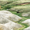 Bison Bull in South Dakota Bad Lands