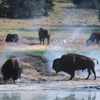 Bison Bull with 2 Cows, in Steam near Yellowstone Lake, 153