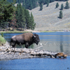 Bison Bull On the Yellowstone River, 165