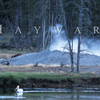 Pelican Floats the Yellowstone River Past a Geyser and Bison, 178