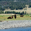 Bison Bull Guarding His Cow Lamar Valley, 380821_0199