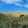 Shallow Prairie Valley, Small Conifer Grove, Lamar Valley, 380821_0407