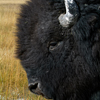 Bison Bull Greeting Me, Close –up, 380821_0700