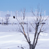 Foote Creek Rim Wind Farm, Bald Eagle, March Snow, 370330_026