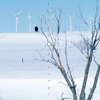 Foote Creek Rim Wind Farm, Bald Eagle, March Snow, 370330_031