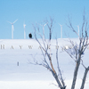 Foote Creek Rim Wind Farm, Bald Eagle, March Snow, 370330_032