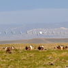 Sage Grouse Dance in their Lek in Southern Wyoming, 390513_056