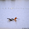 American Avocet Swimming in Rancher\'s Stock Pond, 390513_322
