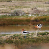 2 American Avocets on the Bank of a Ranch Stock Pond, 390513_332