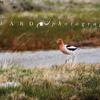 American Avocet on the Bank of a Ranch Stock Pond, 390513_355