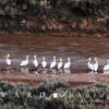 White Pelican line the Medicine Bow River, 390519_0154