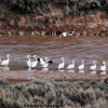 White Pelican line the Medicine Bow River, 390519_0156