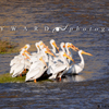 White Pelican Gather Tightly On Medicine Bow River, 390519_0341