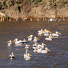 White Pelican Float Down the Medicine Bow River, 390519_0346