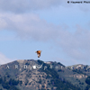 Hawk Flies on early Morning Updrafts, Chalk Mountain, 390526_0412