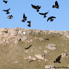 Cliff Swallows Dancing in the Air in front of Me, 390526_0980
