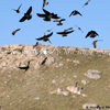 Cliff Swallows Dancing in the Air in front of Me, 390526_0983