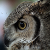 Great Horned Owl Profile, 020