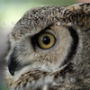 Great Horned Owl Profile, 028