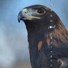 Golden Eagle, Profile, 381123_44