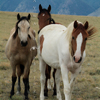 Captive Wild Mustangs Timidly Walk Toward Me, 026