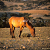 Wild Mustang Mare Feeding, In Very Early Sunlight, 300701_2_15