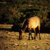 Wild Mustang Mare Feeding, In Very Early Sunlight, 300701_2_19