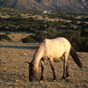 Wild Mustang Mare Feeding, In Very Early Sunlight, 300701_2_027