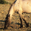 Wild Mustang Mare Feeding, In Very Early Sunlight, 300701_3_07