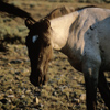 Wild Mustang Mare Feeding, In Very Early Sunlight, 300701_3_08