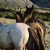 Wild Mustang Stallion With Two of His Mares, 300701_3_09