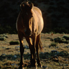 Young Wild Mustang Timidly Approaches Me, 300701_3_21