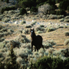 Wild Mustang Stallion Charging Toward Me, 300701_3_23
