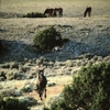 Wild Mustang Stallion Charging Toward Me, 300701_3_22