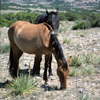 Wild Mustang Mare and Her Stallion (Behind) Grazing, 300701_4_36