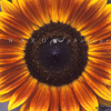 Red-Yellow Sun Flower
