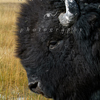 Bison Bull Greeting Me, Close –up, 380821_0700
