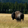 Bison Bull In Fountain Flats Prairie, 380821_0706